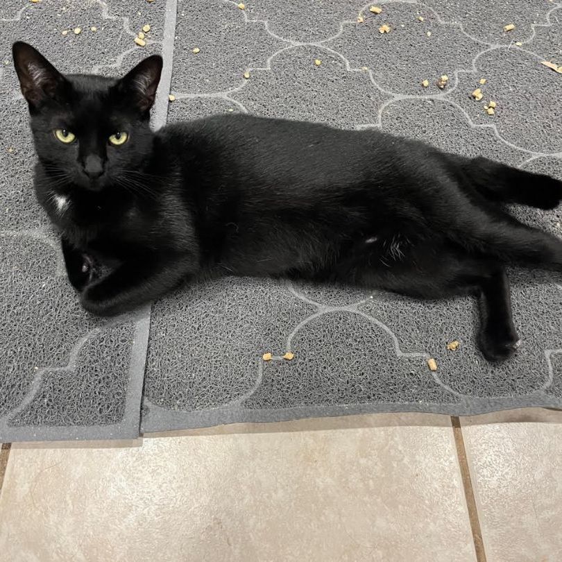 Enlarge Omen, an adoptable Domestic Short Hair in Pembroke Pines, FL image 2/5