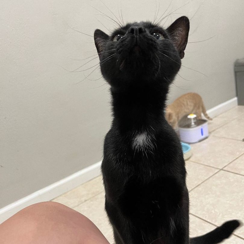 Enlarge Omen, an adoptable Domestic Short Hair in Pembroke Pines, FL image 3/5