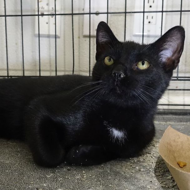 Enlarge Omen, an adoptable Domestic Short Hair in Pembroke Pines, FL image 4/5