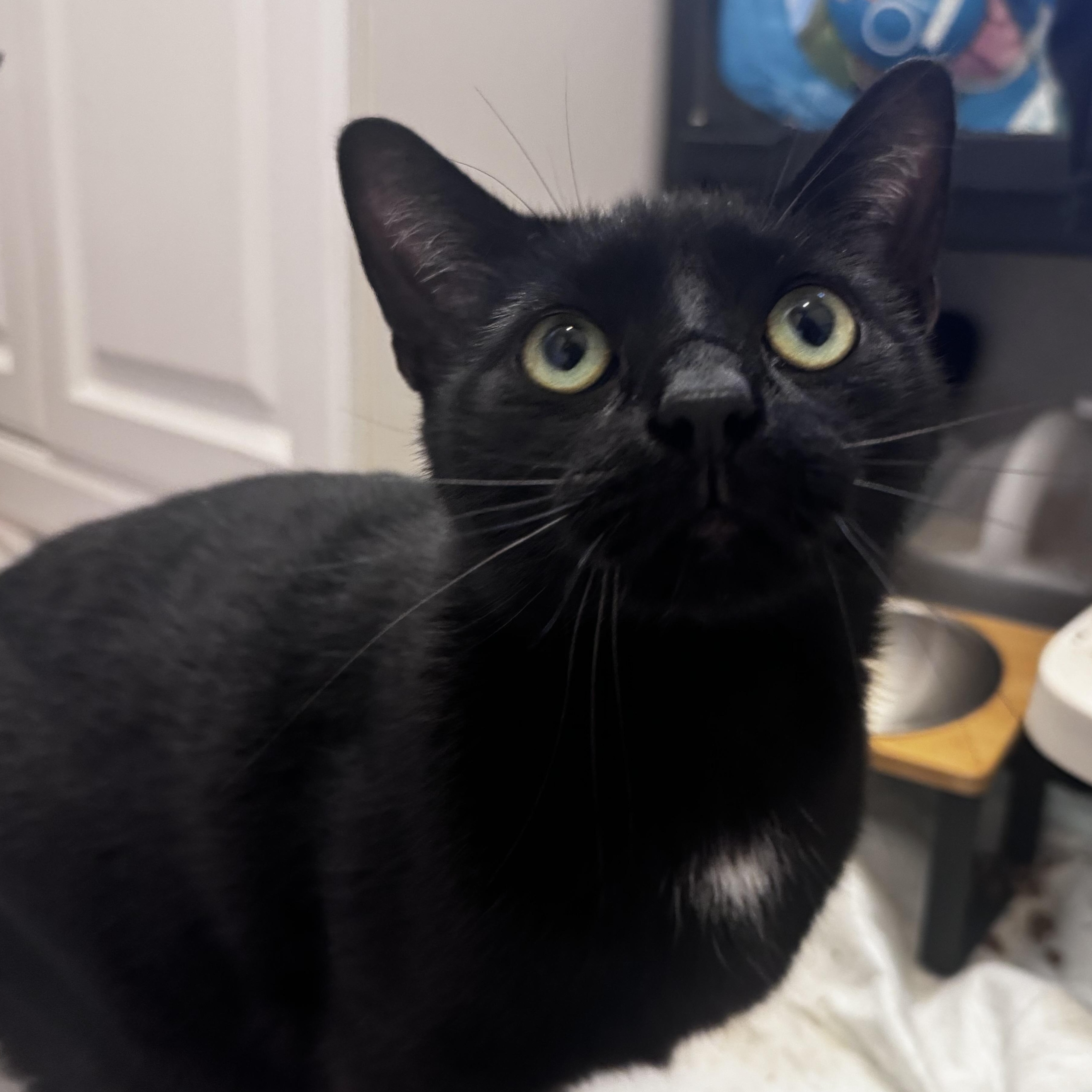 Omen, adoptable, Adult Male Domestic Short Hair.