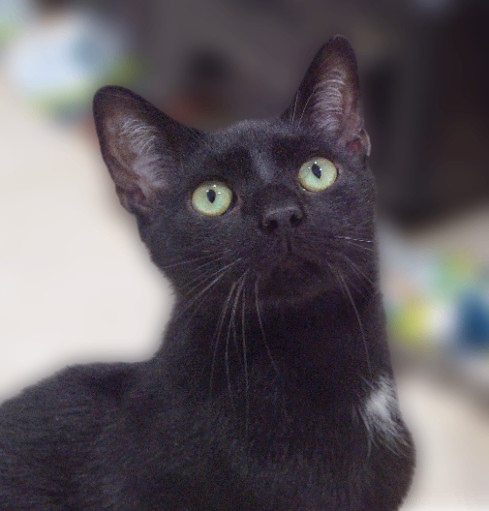 Enlarge Omen, an adoptable Domestic Short Hair in Pembroke Pines, FL image 5/5