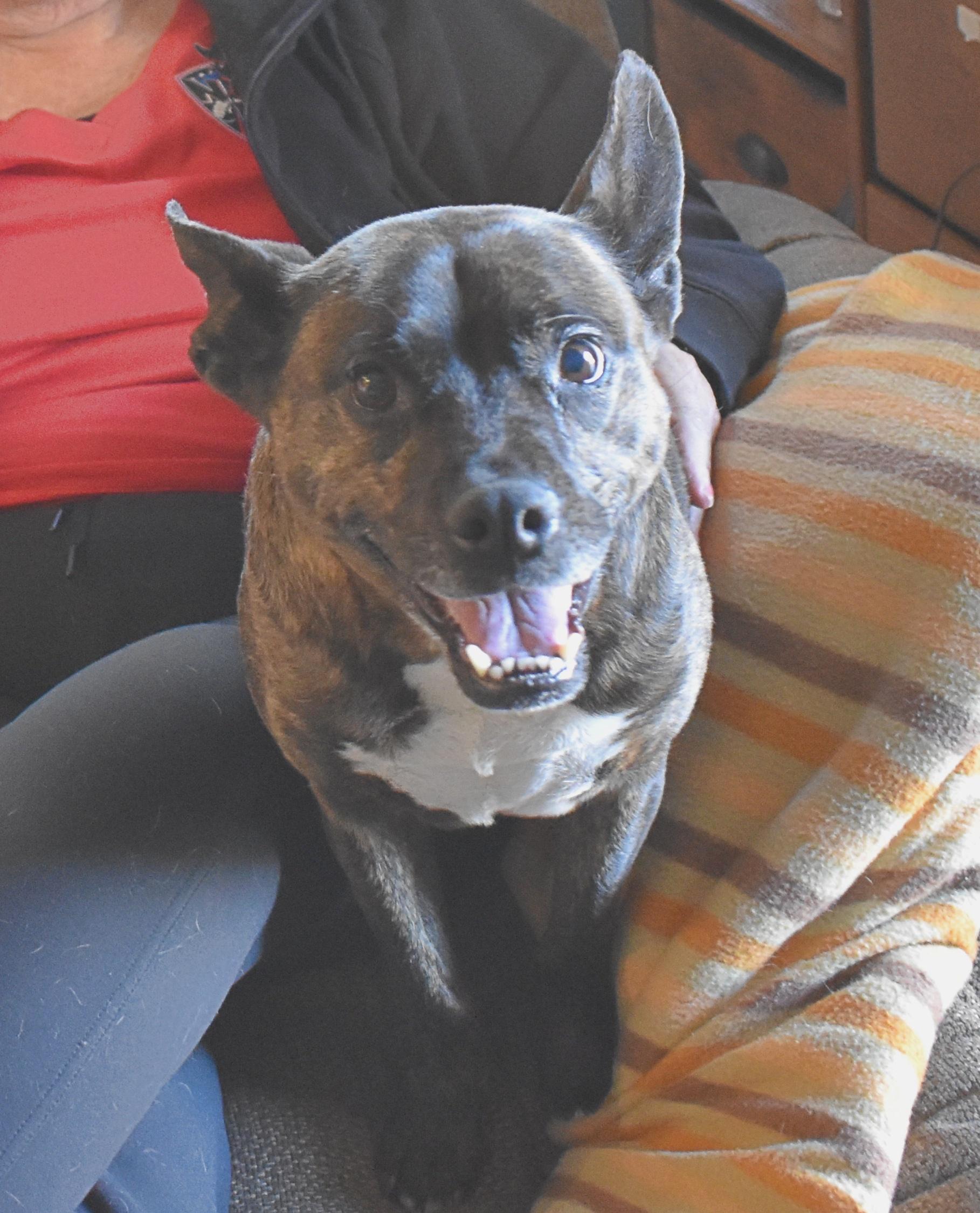 Enlarge Molly, a Adoptable mixed breed in Yarnell, AZ image 3/6