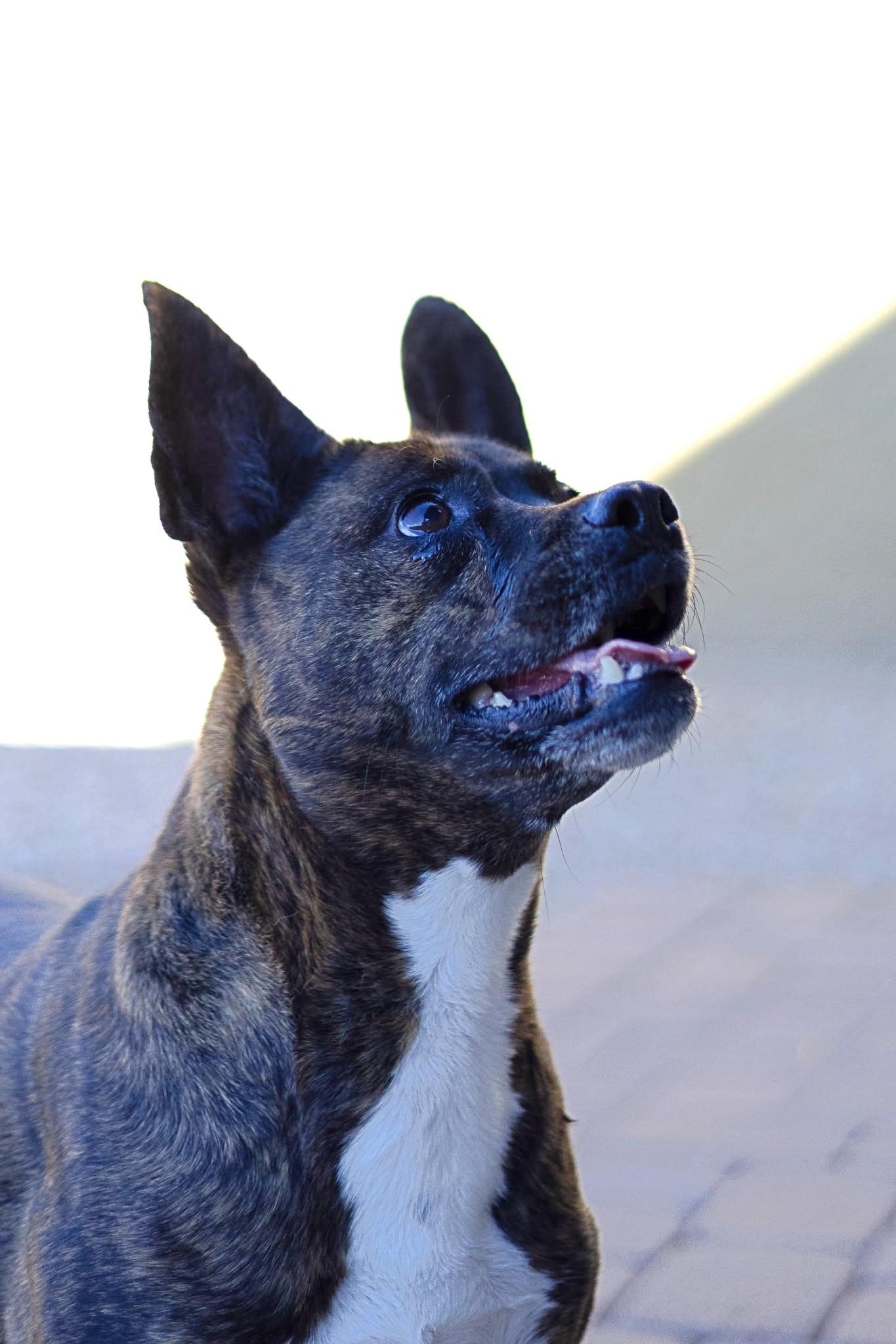 Molly, a Adoptable mixed breed in Yarnell, AZ image 5/6