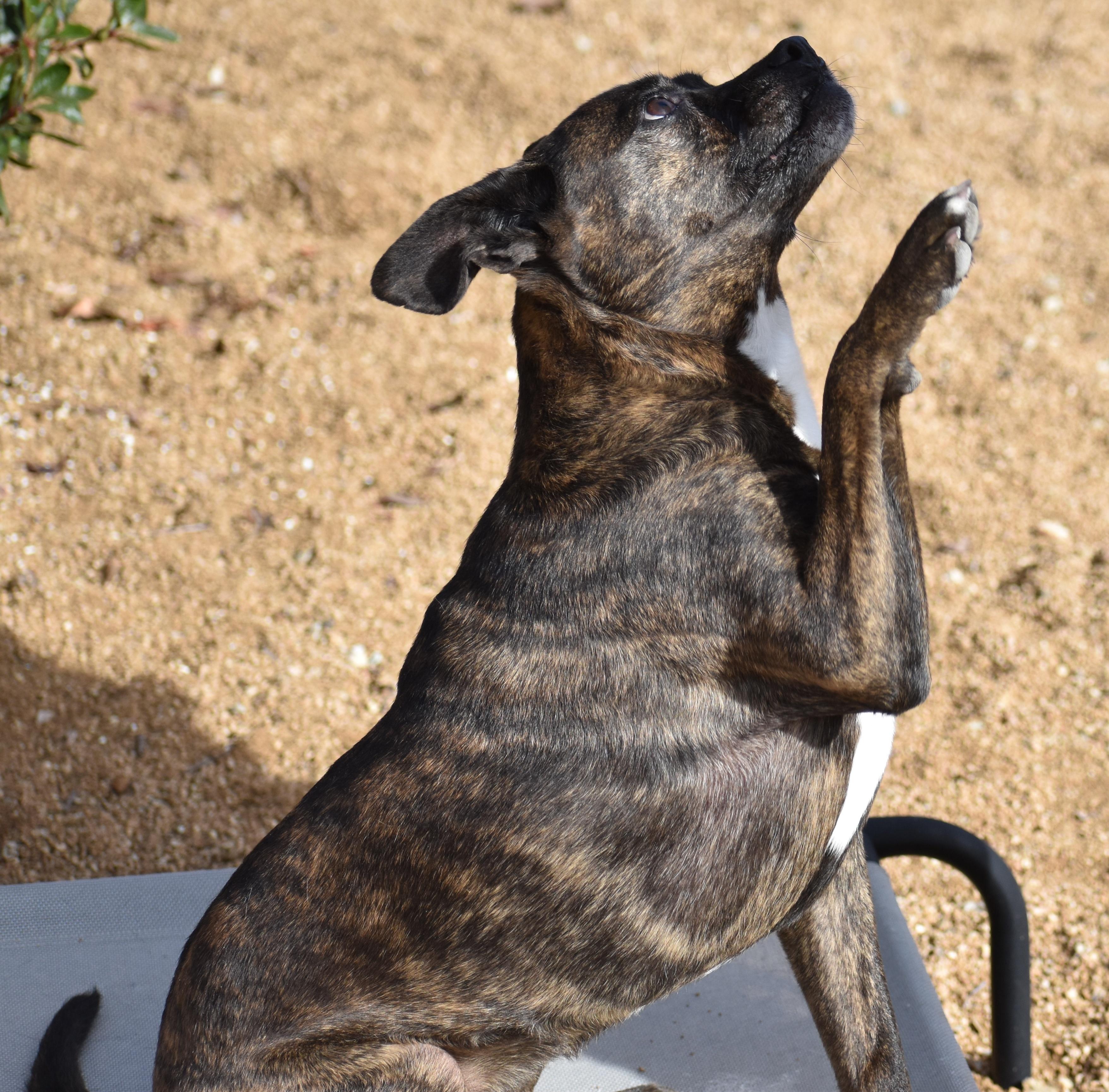 Enlarge Molly, a Adoptable mixed breed in Yarnell, AZ image 6/6