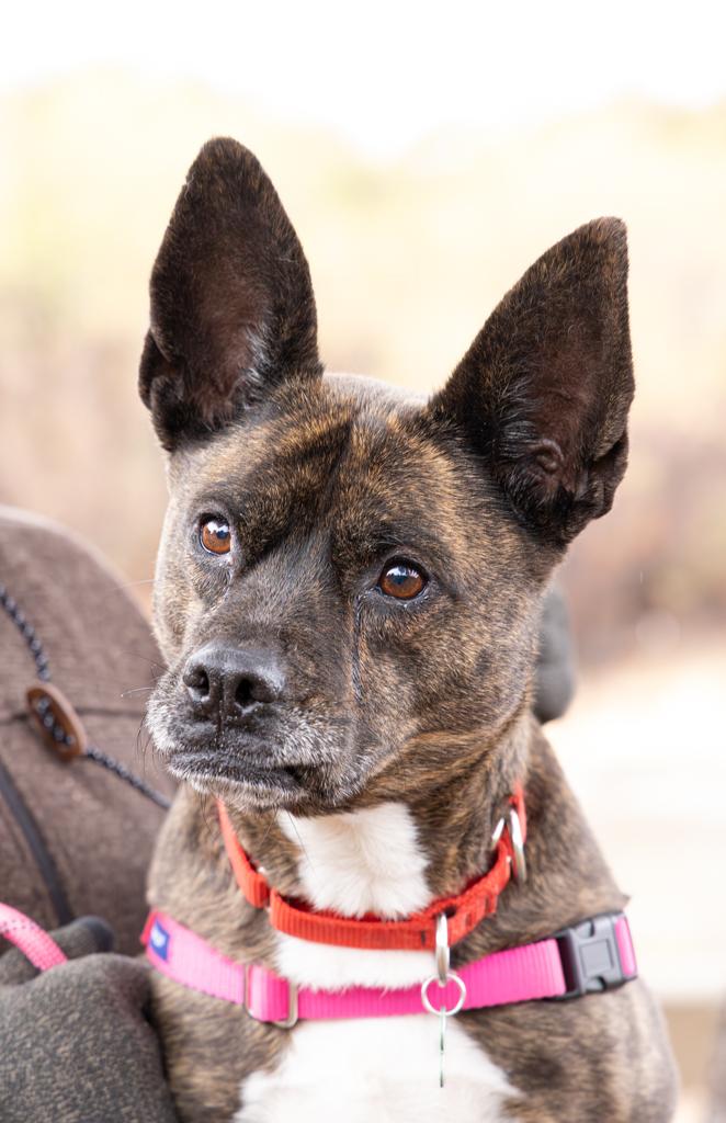 Molly, a Adoptable mixed breed in Yarnell, AZ image 2/6