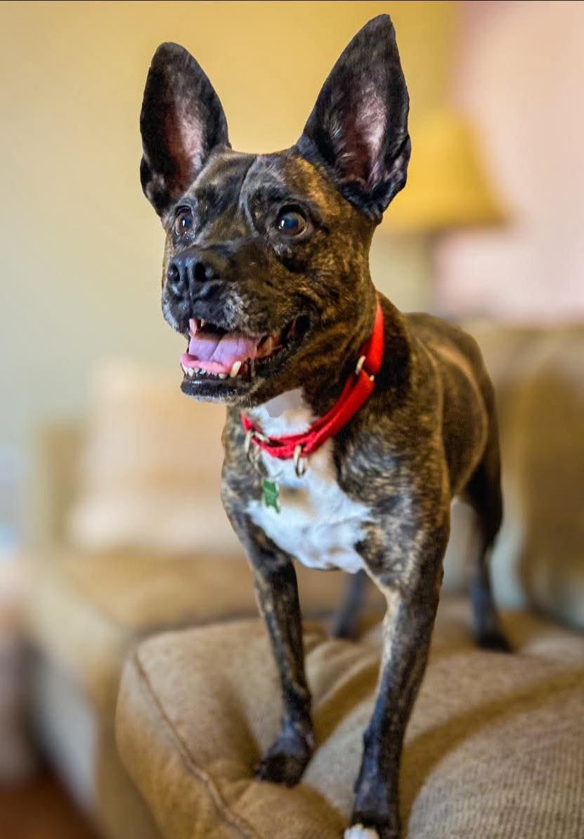 Molly, a Adoptable mixed breed in Yarnell, AZ image 3/6