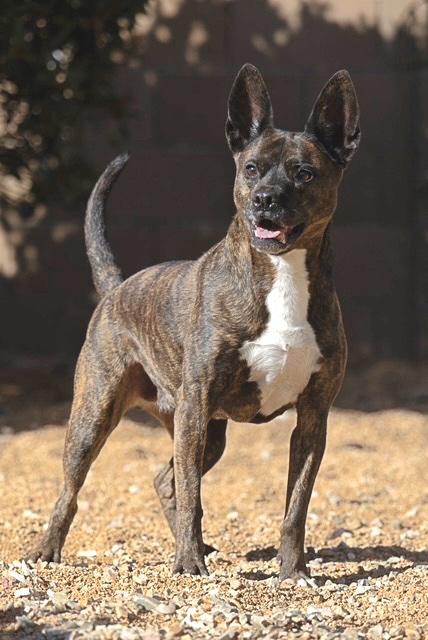 Molly, a Adoptable mixed breed in Yarnell, AZ image 4/6