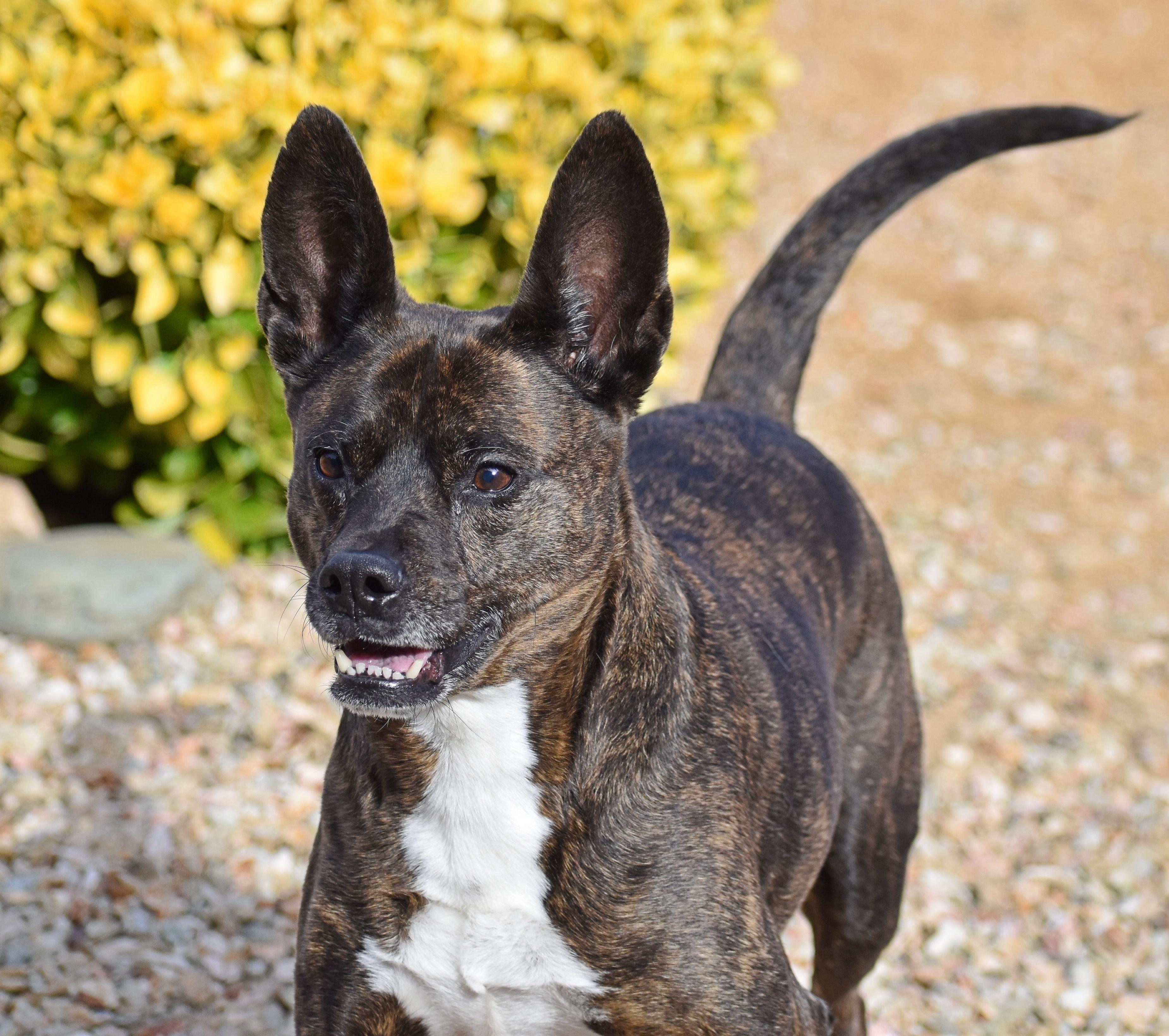 Enlarge Molly, a Adoptable mixed breed in Yarnell, AZ image 1/6