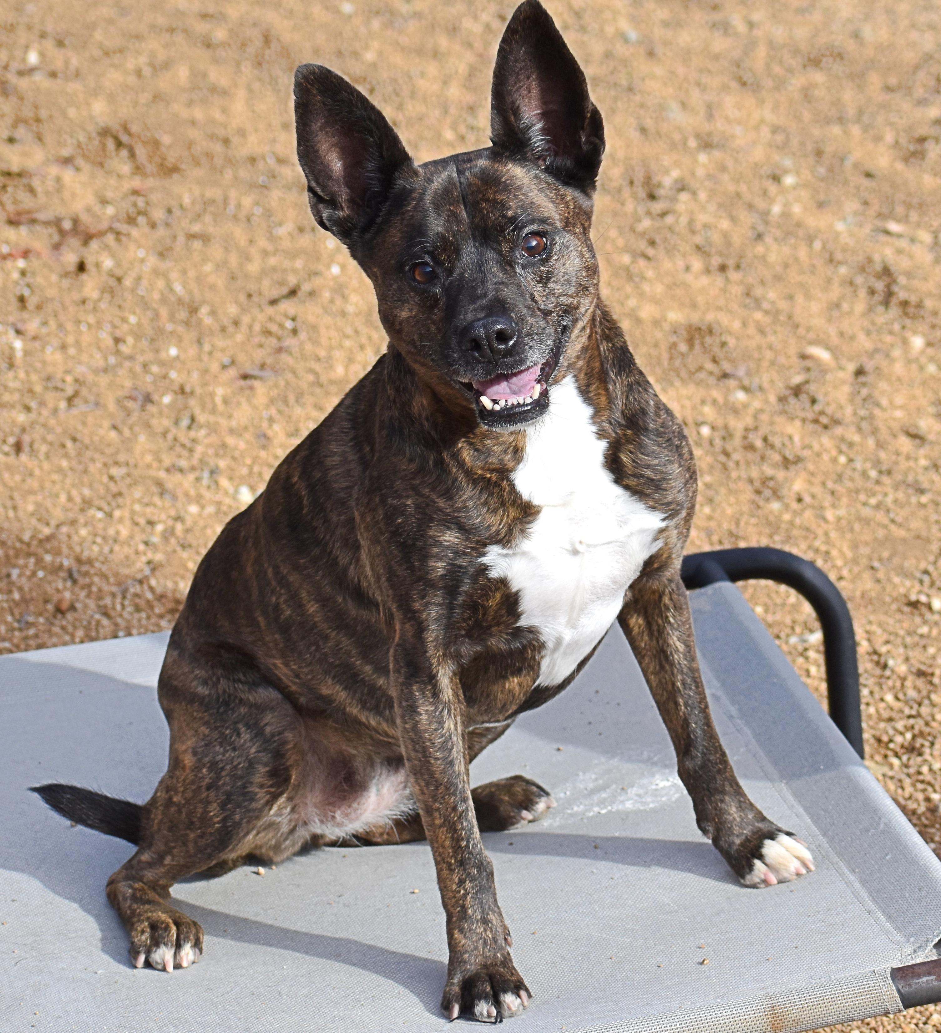 Enlarge Molly, a Adoptable mixed breed in Yarnell, AZ image 4/6