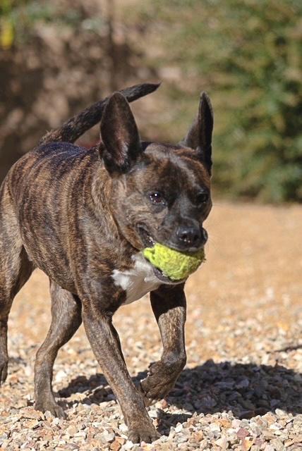 Molly, a Adoptable mixed breed in Yarnell, AZ image 1/6