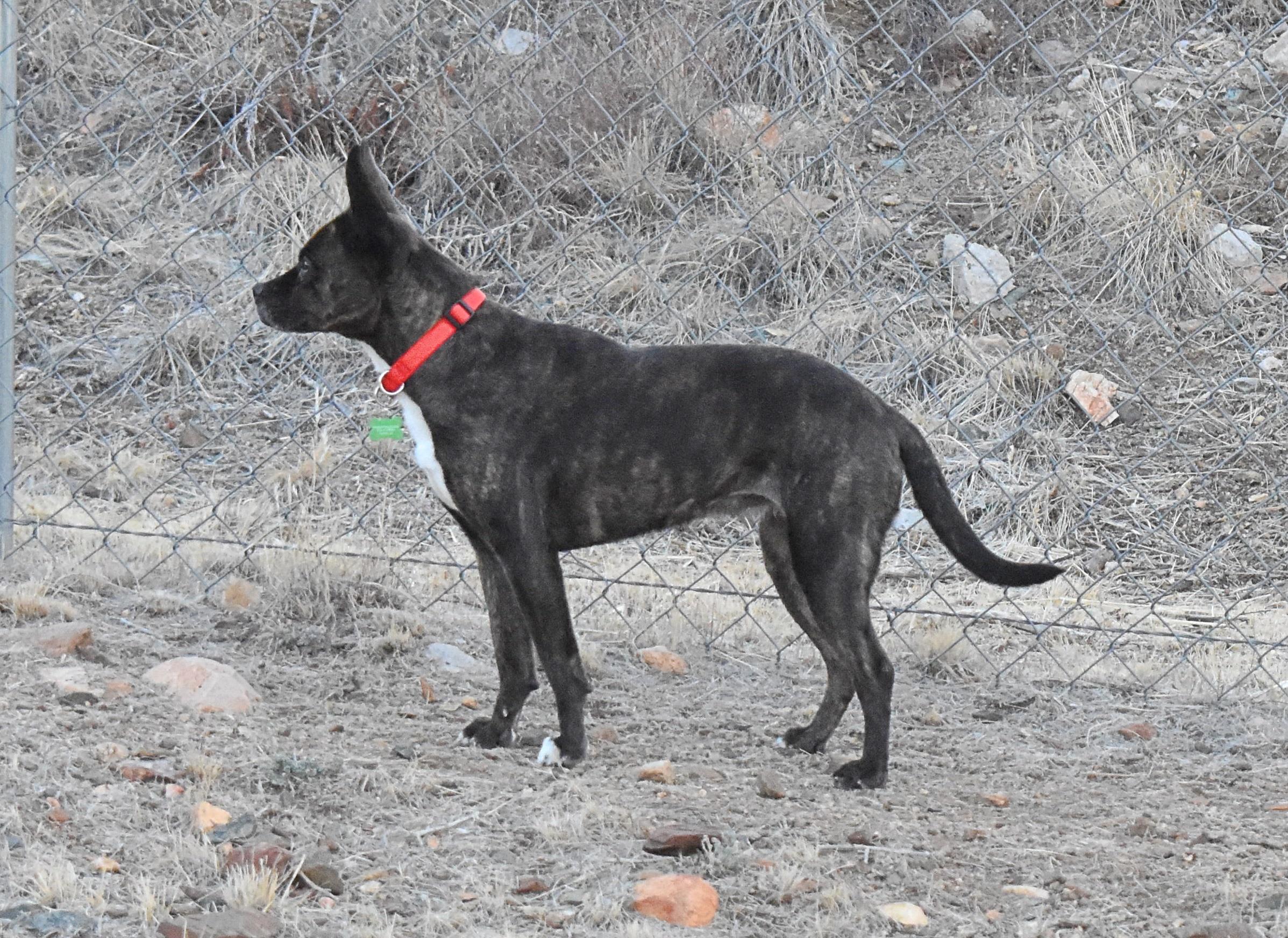Molly, a Adoptable mixed breed in Yarnell, AZ image 6/6