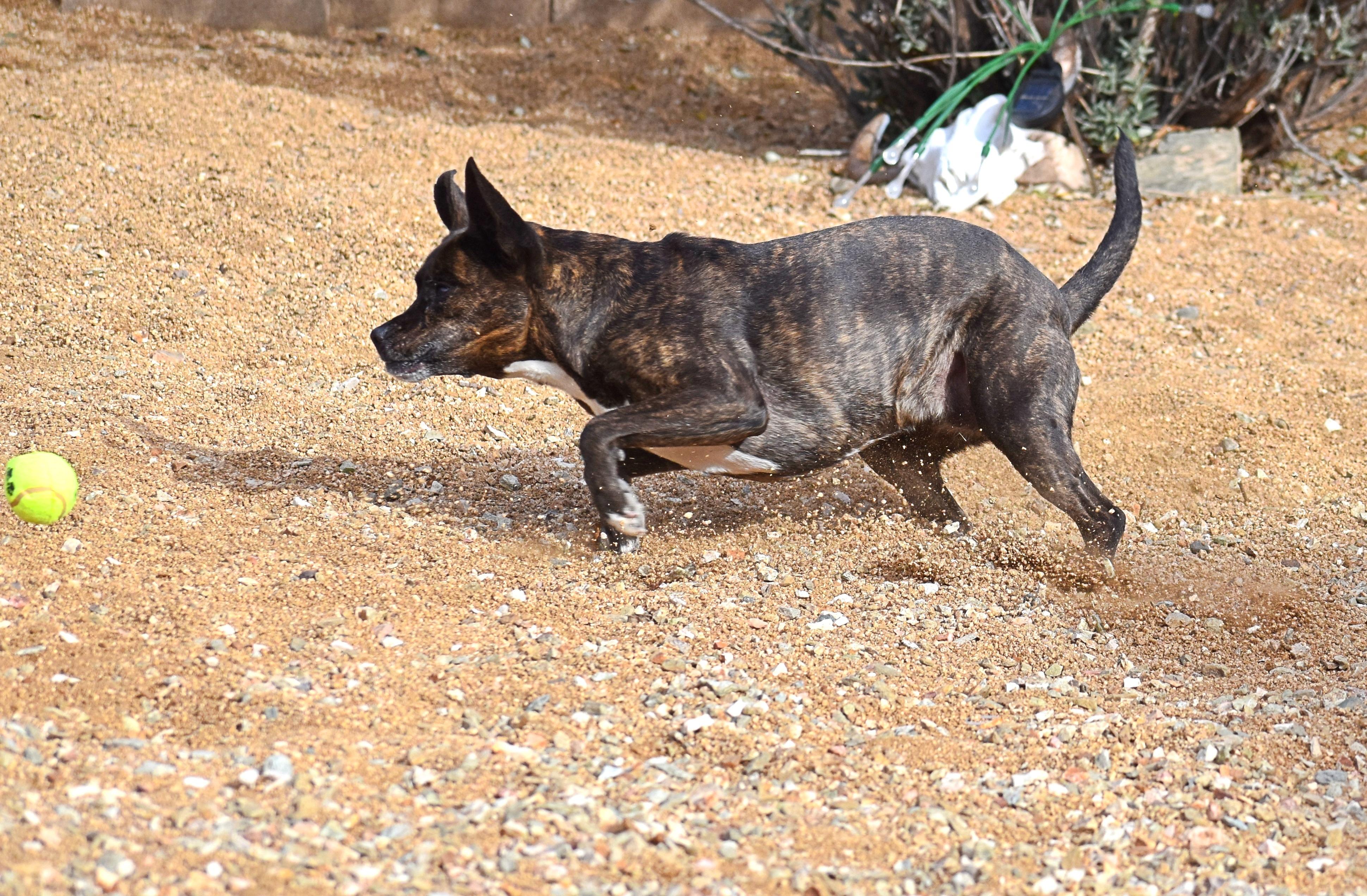 Enlarge Molly, a Adoptable mixed breed in Yarnell, AZ image 2/6