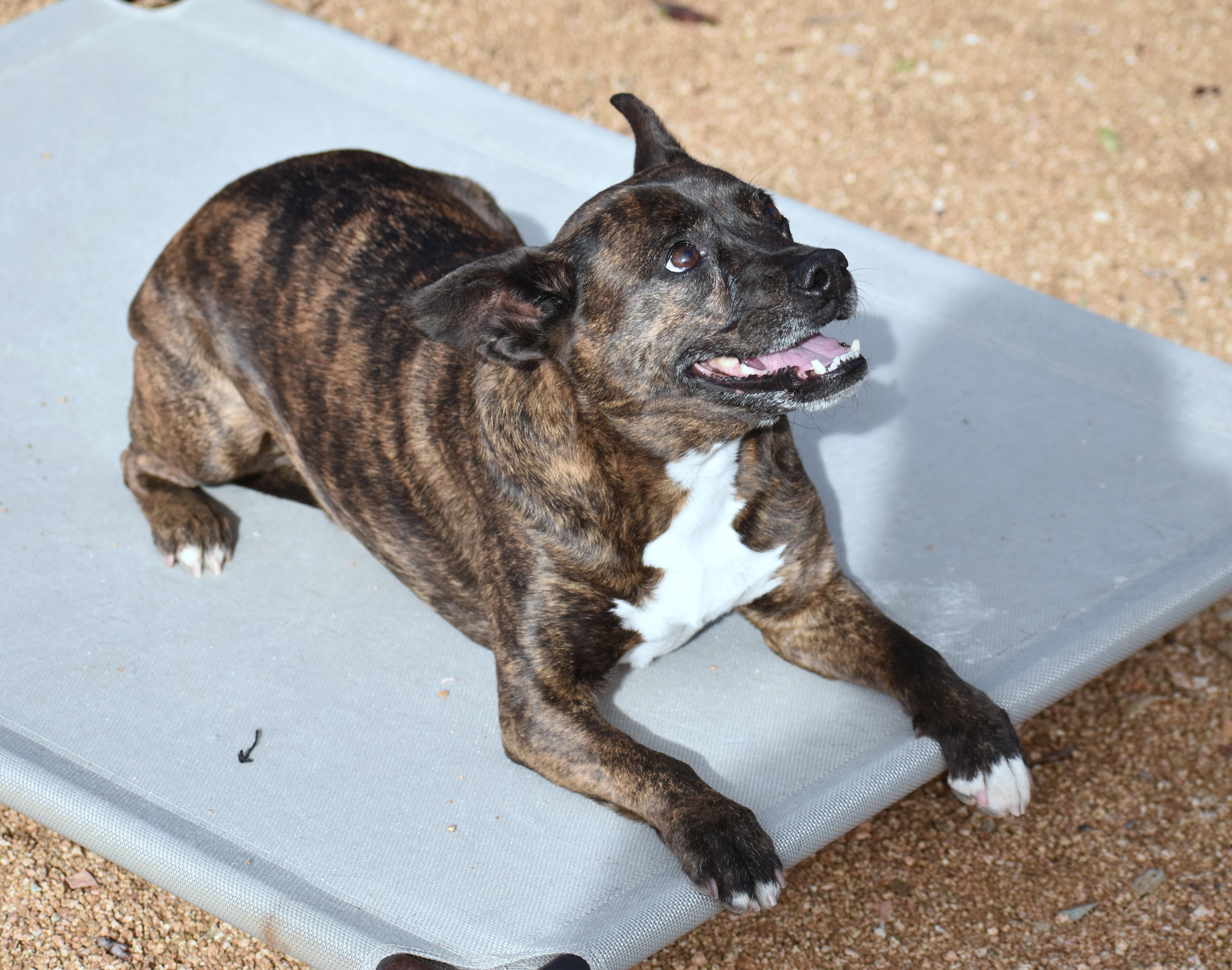 Enlarge Molly, a Adoptable mixed breed in Yarnell, AZ image 5/6