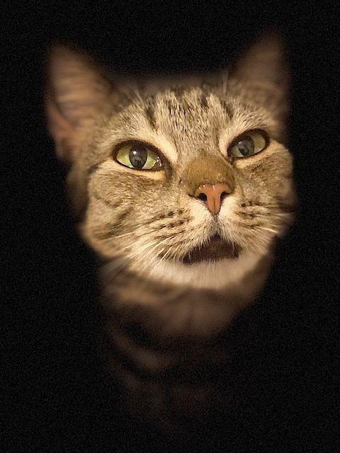 Enlarge Mya, a Adopted Domestic Short Hair in Duxbury, MA image 1/4