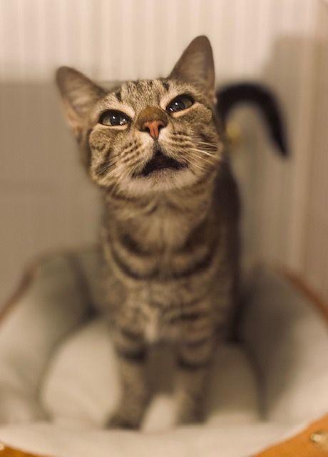 Mya, Adopted, Adult Female Domestic Short Hair.