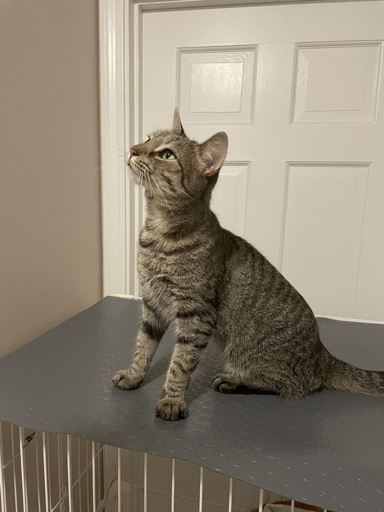 Enlarge Mya, a Adopted Domestic Short Hair in Duxbury, MA image 3/4