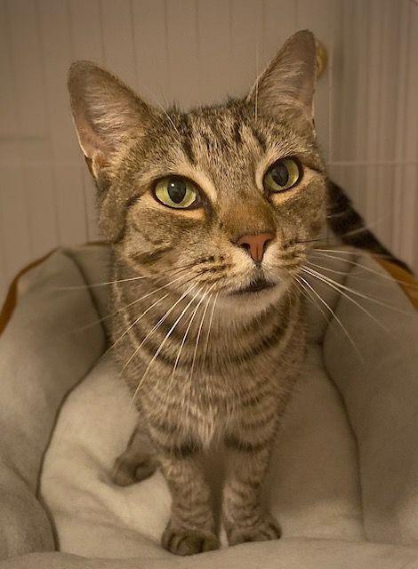 Enlarge Mya, a Adopted Domestic Short Hair in Duxbury, MA image 4/4