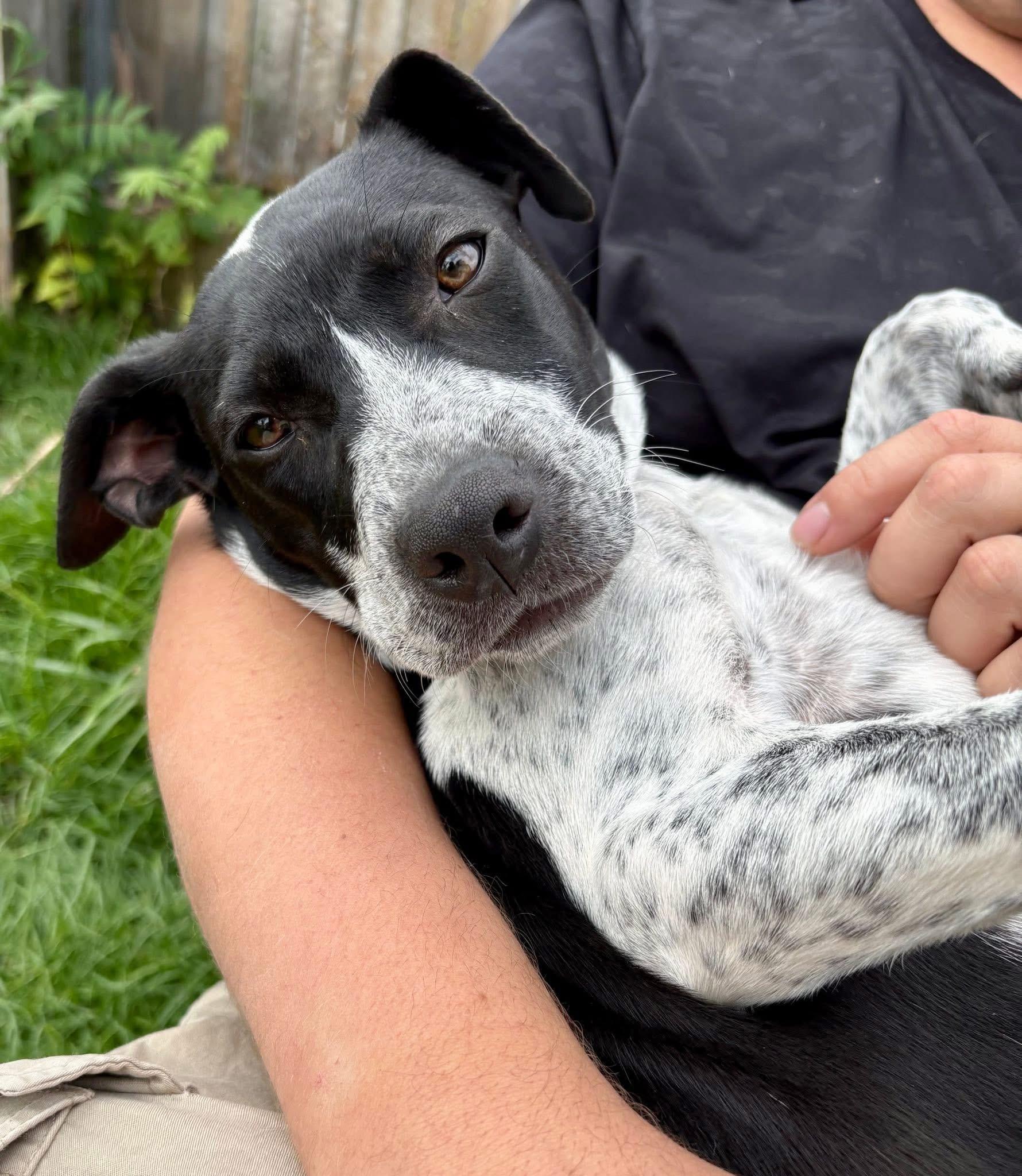Lola, Adoptable, Young Female Pit Bull Terrier & Cattle Dog.