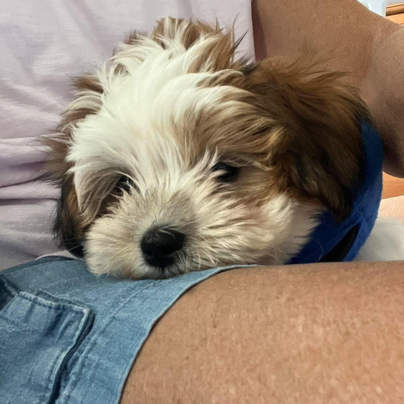 Enlarge Richard Burton, a Adopted Shih Tzu in North Chili, NY image 5/5