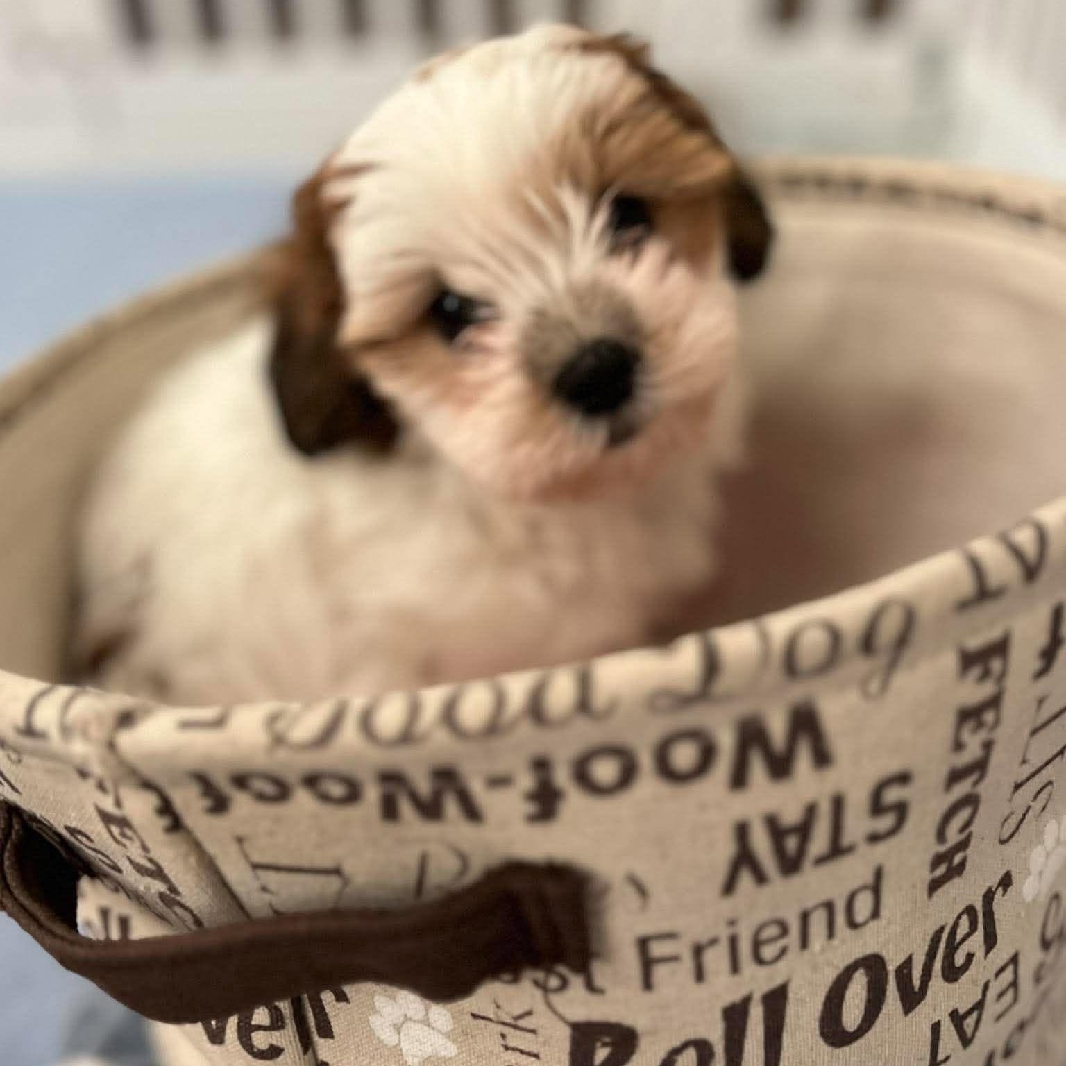 Enlarge Richard Burton, a Adopted Shih Tzu in North Chili, NY image 1/5