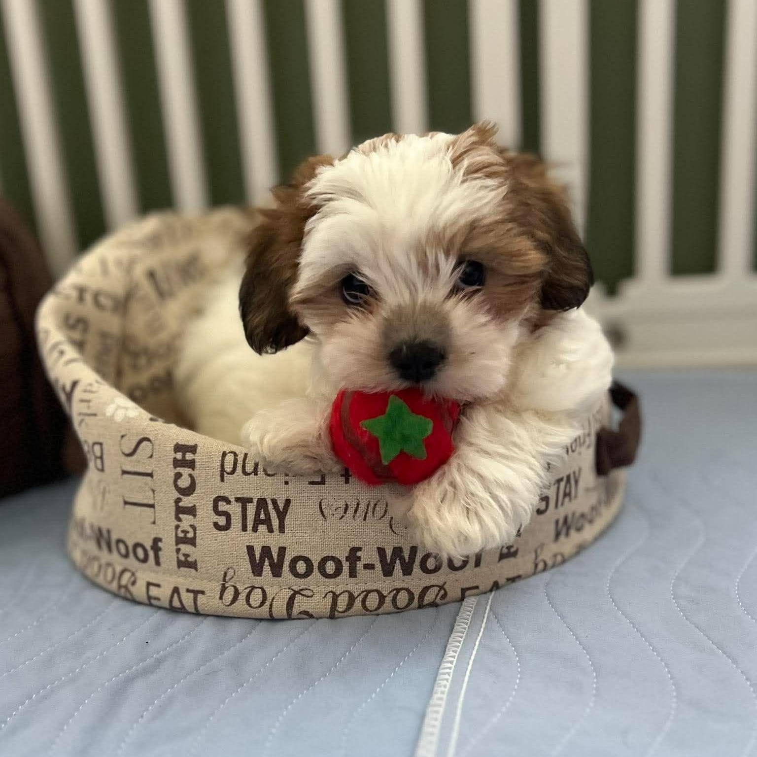 Enlarge Richard Burton, a Adopted Shih Tzu in North Chili, NY image 3/5