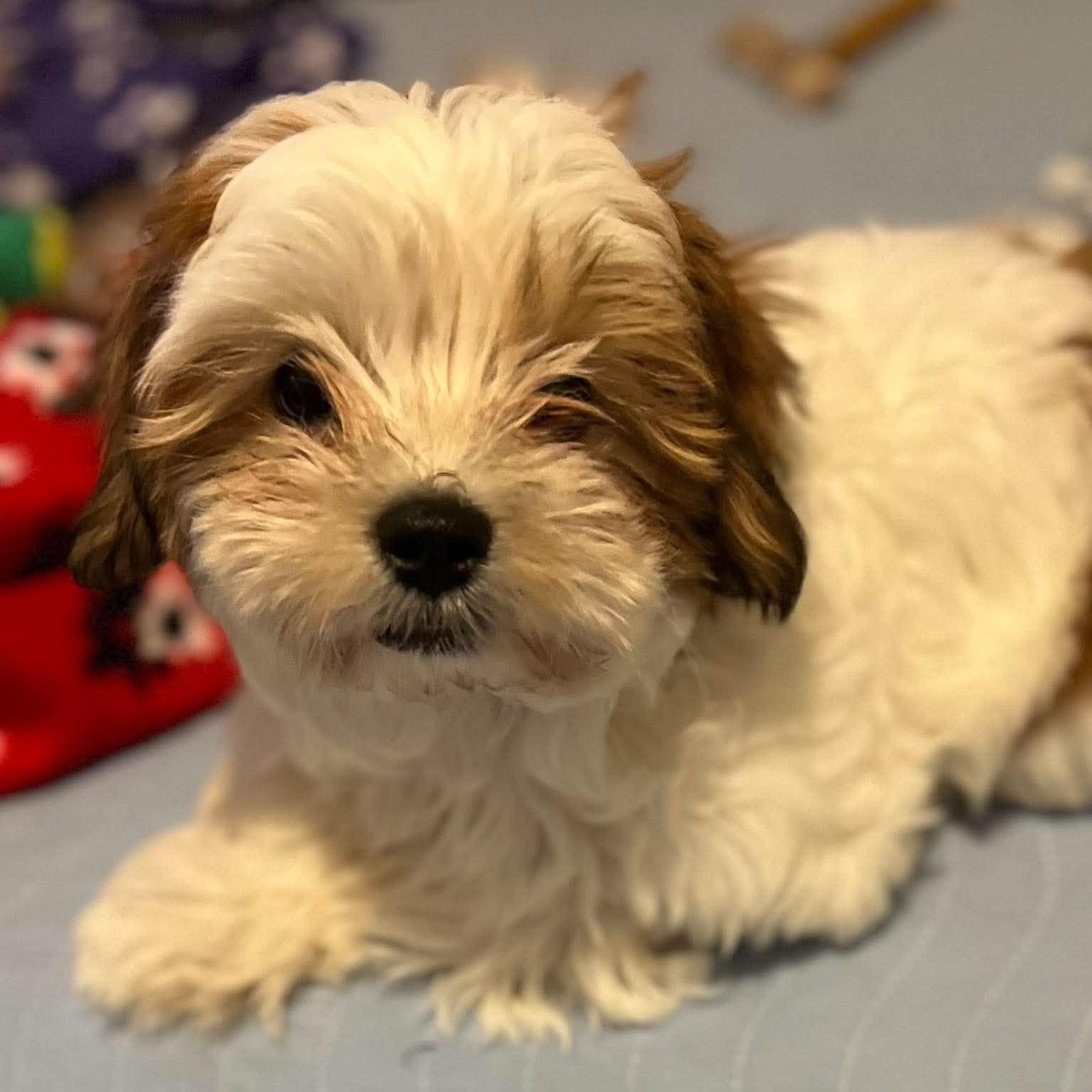 Enlarge Richard Burton, a Adopted Shih Tzu in North Chili, NY image 2/5