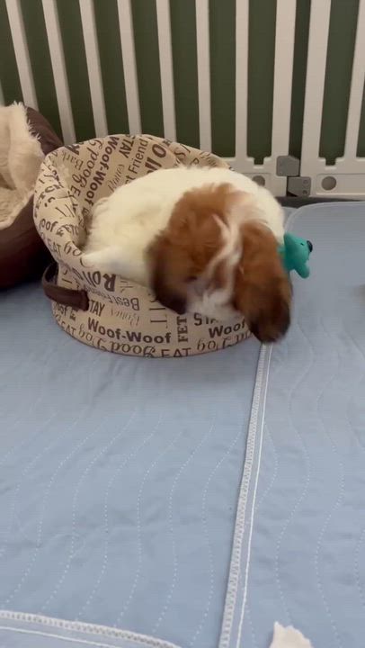 Enlarge Richard Burton, a Adopted Shih Tzu in North Chili, NY video 4/5