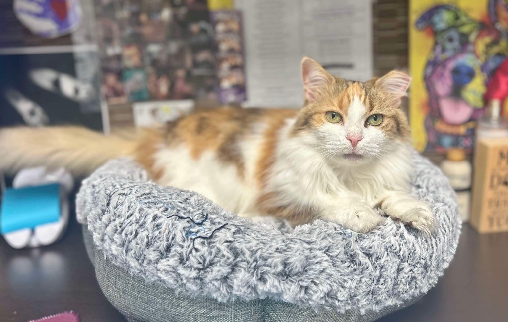 Luna, Adult Female Domestic Long Hair