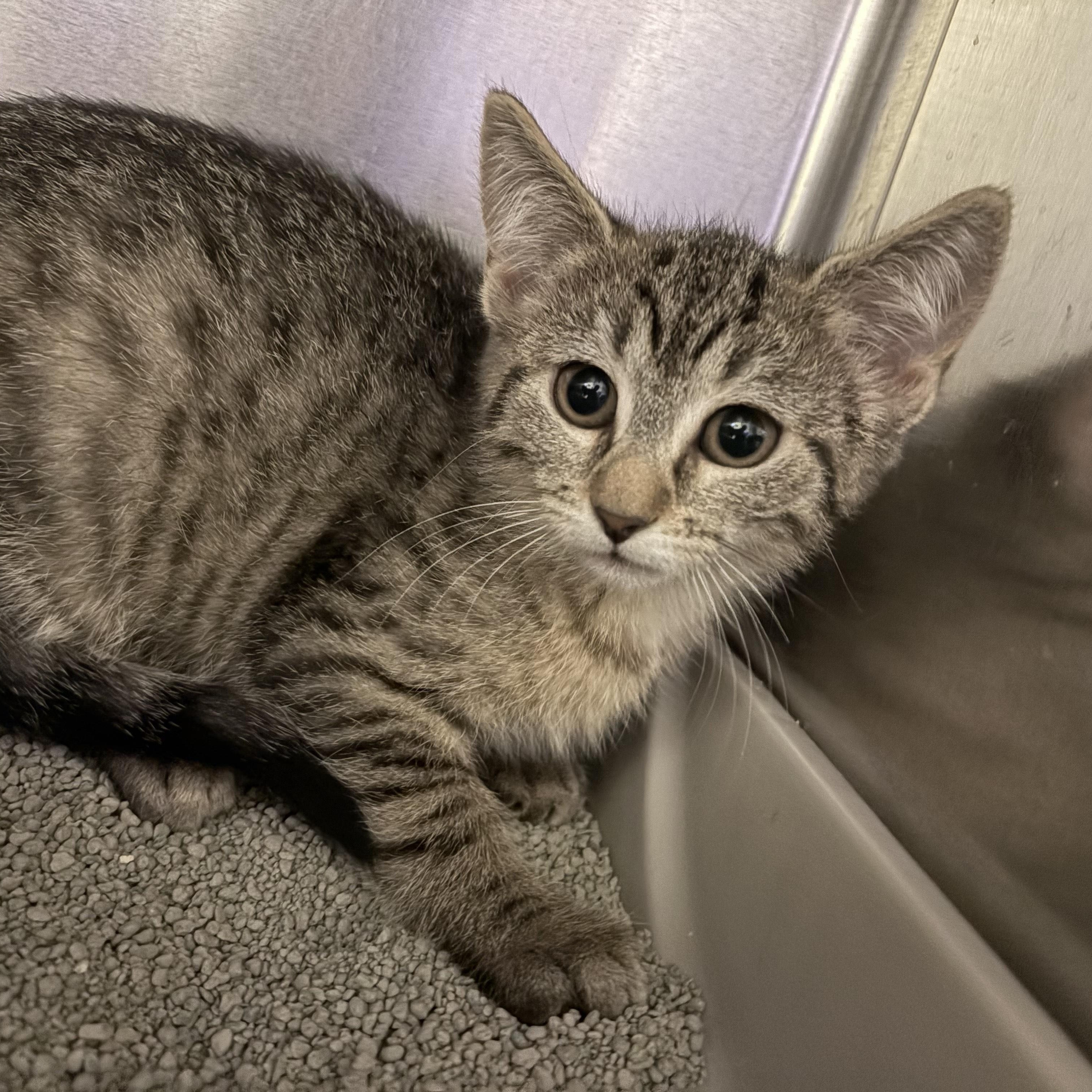 Squash, adopted, Kitten Female Domestic Short Hair.