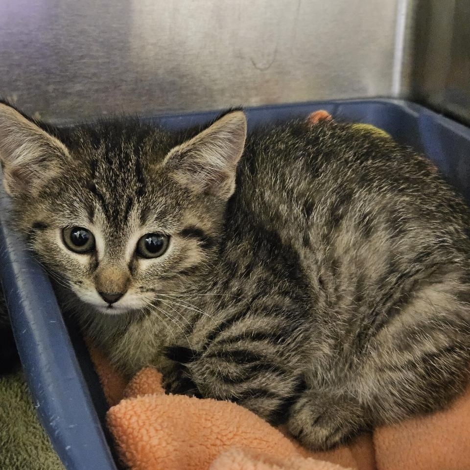 Enlarge Squash, an adopted Domestic Short Hair in Richboro, PA image 2/2