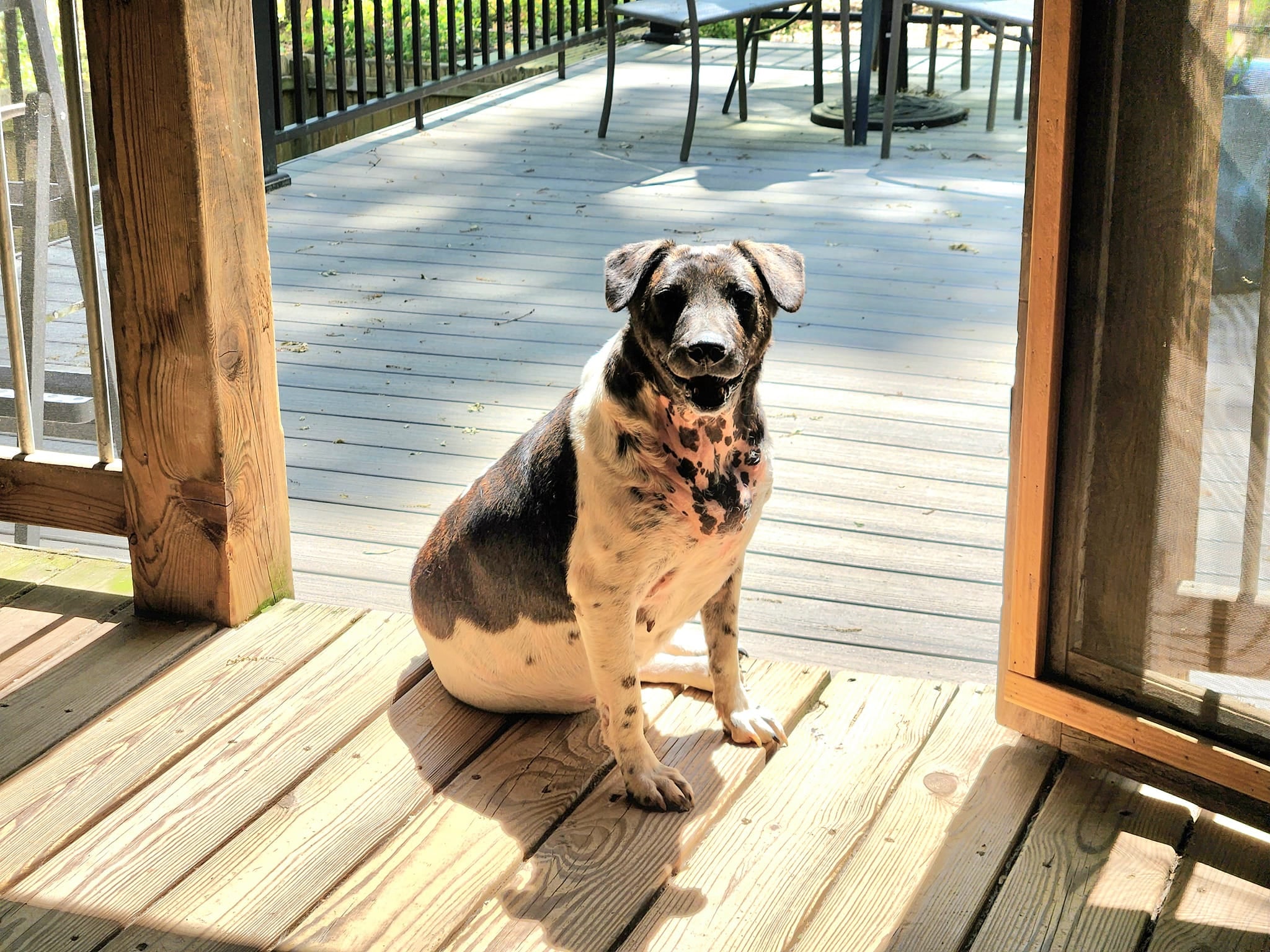 April May, a Adoptable mixed breed in Rock Hill, SC image 2/6