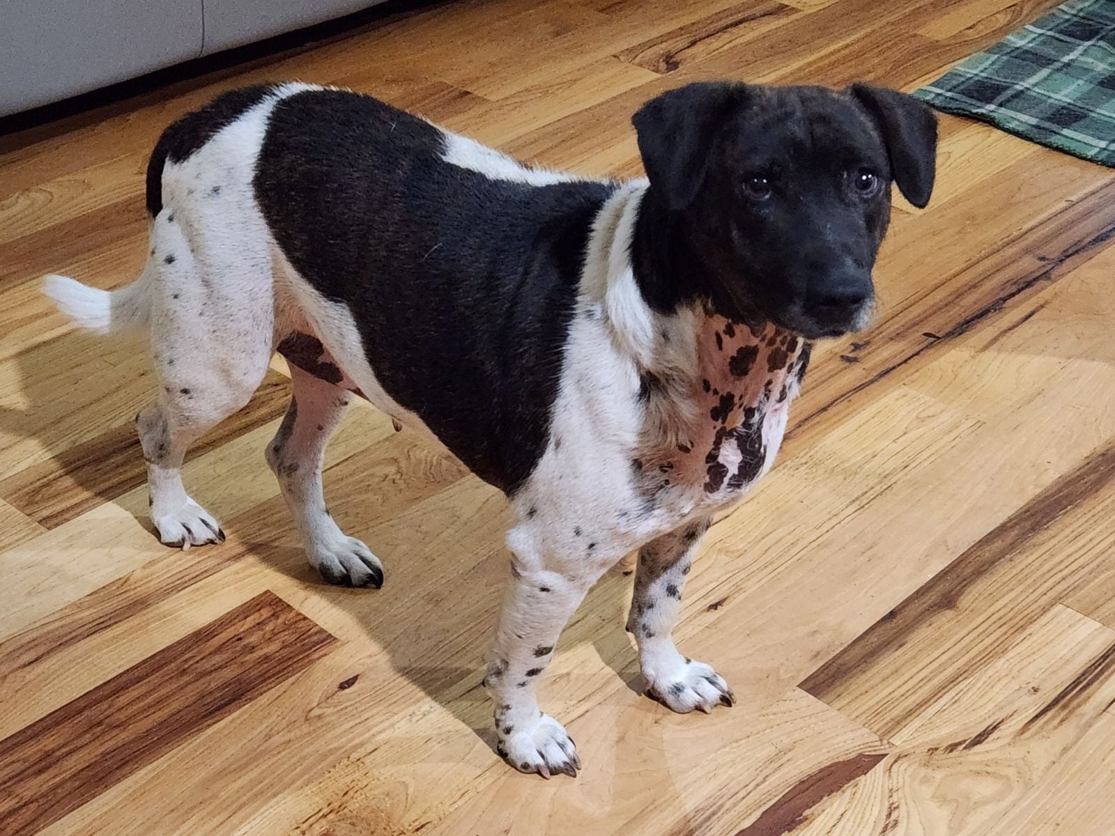 April May, a Adoptable mixed breed in Rock Hill, SC image 3/6