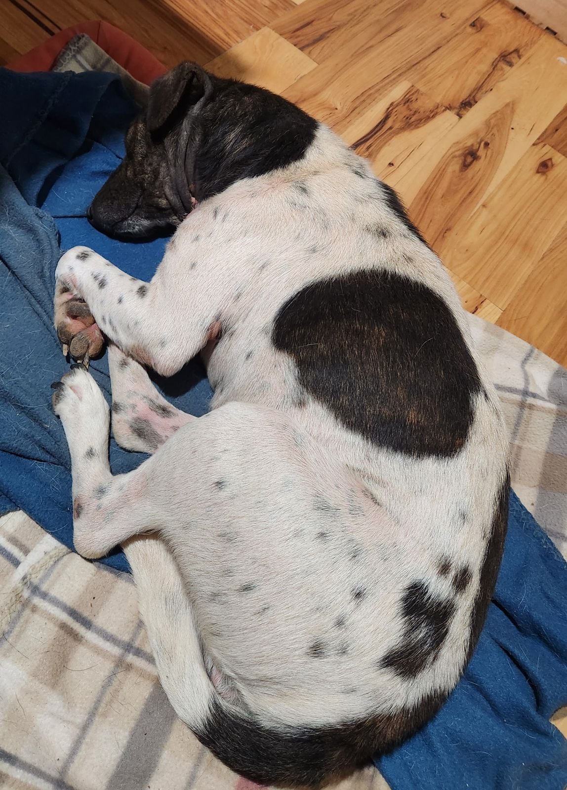 April May, a Adoptable mixed breed in Rock Hill, SC image 4/6