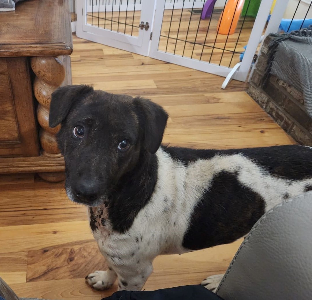 April May, a Adoptable mixed breed in Rock Hill, SC image 1/6