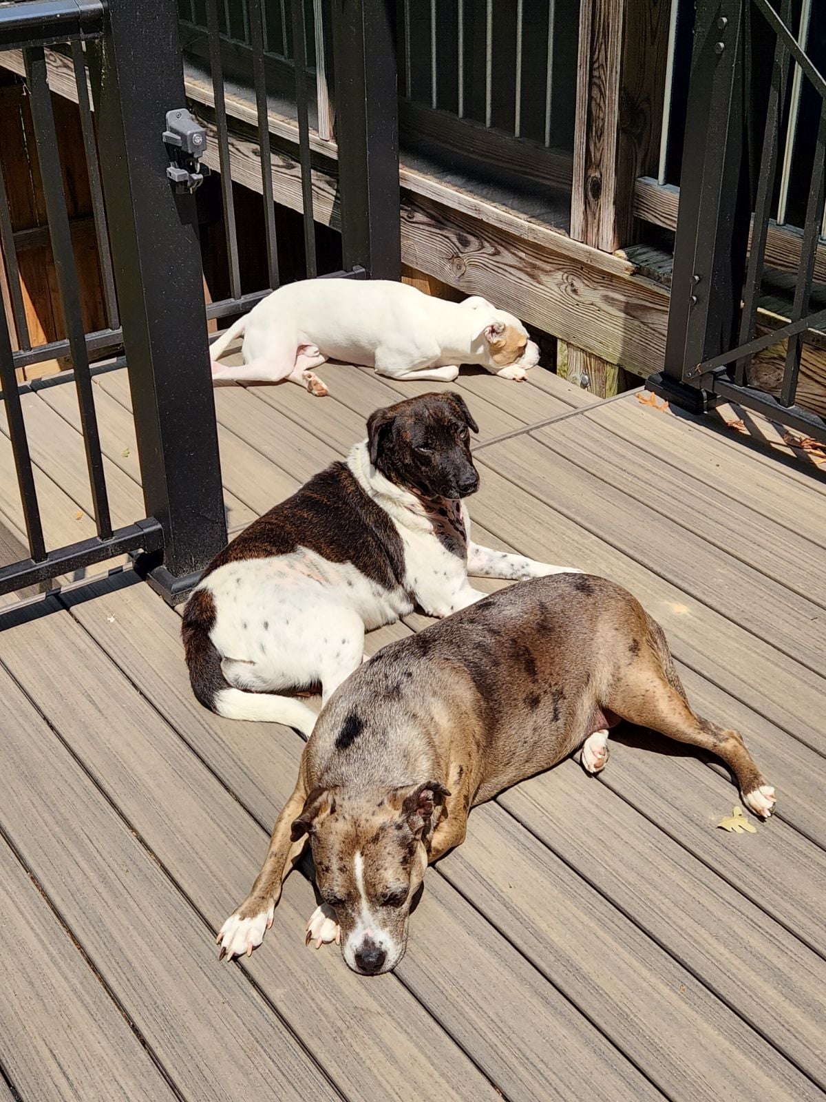 April May, a Adoptable mixed breed in Rock Hill, SC image 6/6