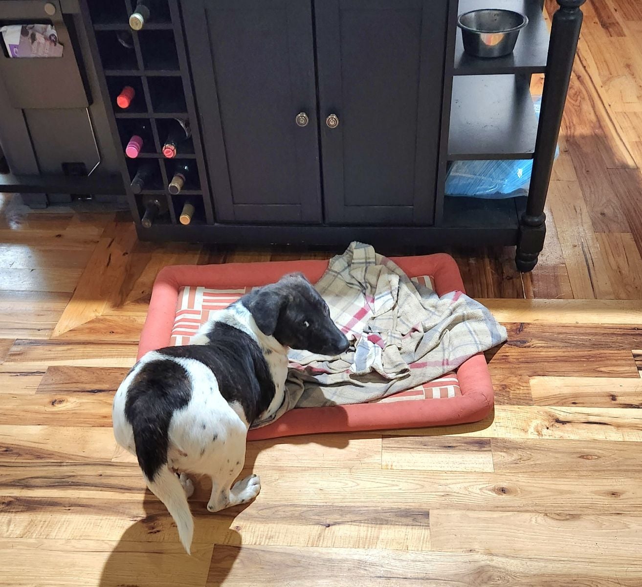 April May, a Adoptable mixed breed in Rock Hill, SC image 5/6