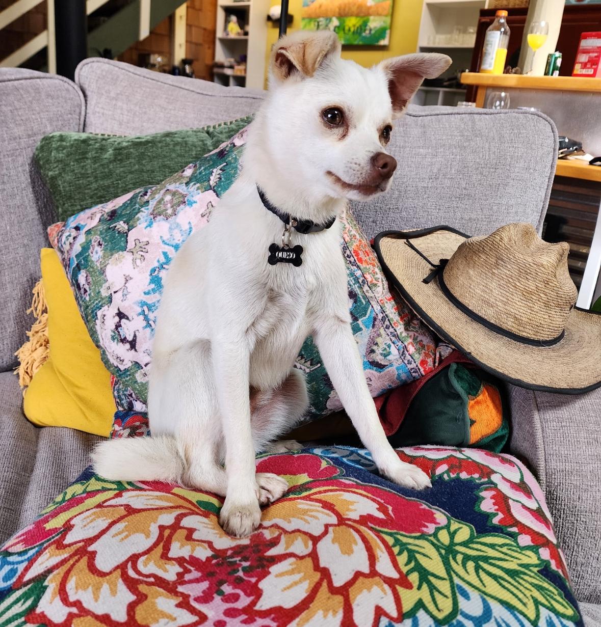 Enlarge Queso, a Adopted mixed breed in Gig Harbor, WA image 1/6