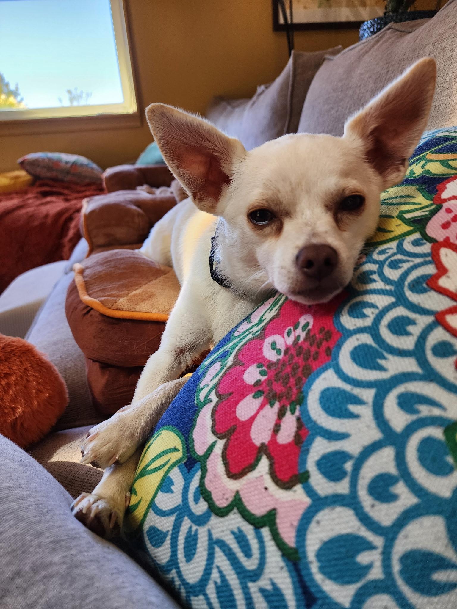 Enlarge Queso, a Adopted mixed breed in Gig Harbor, WA image 2/6