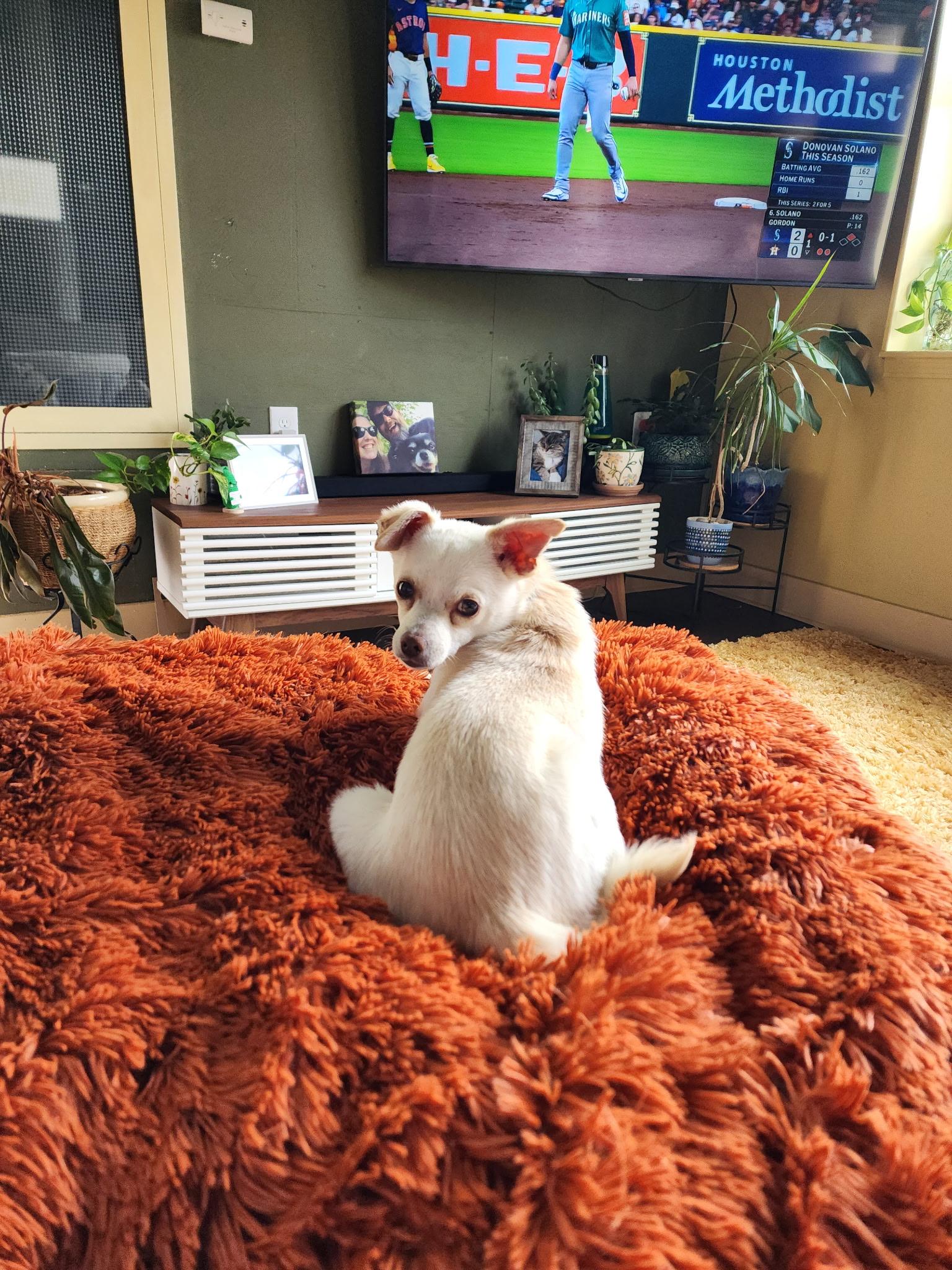 Enlarge Queso, a Adopted mixed breed in Gig Harbor, WA image 3/6