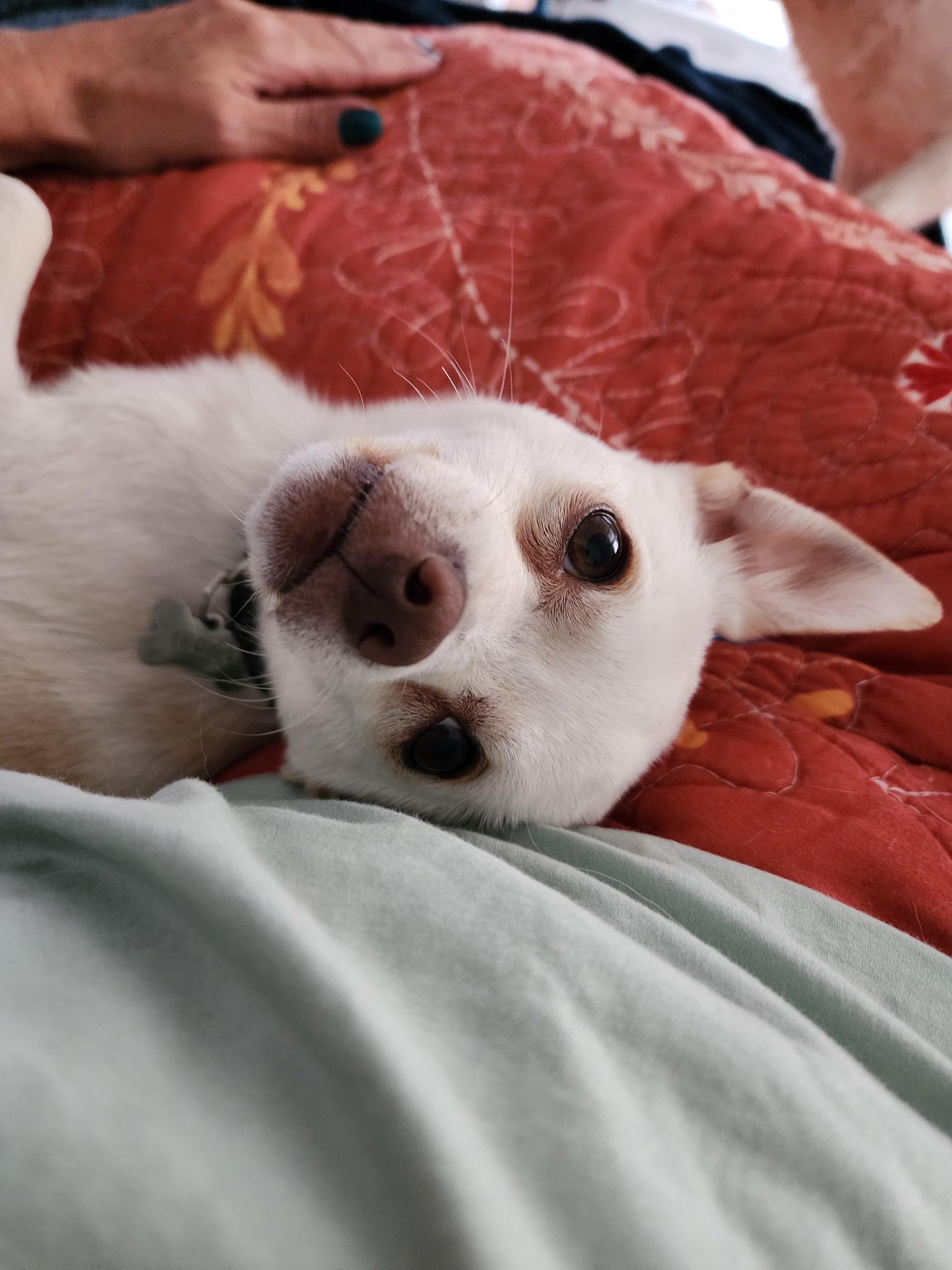 Enlarge Queso, a Adopted mixed breed in Gig Harbor, WA image 5/6