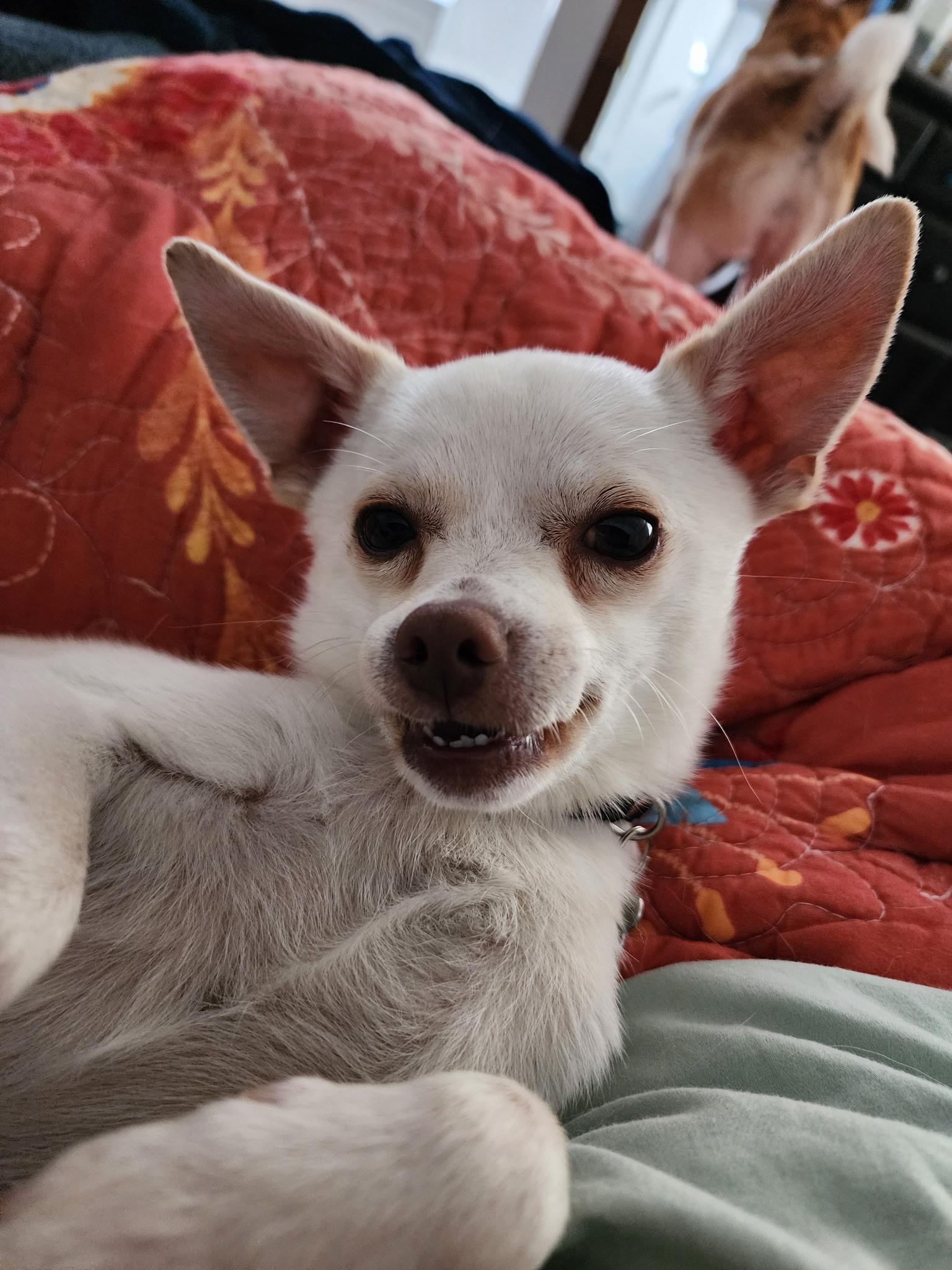 Enlarge Queso, a Adopted mixed breed in Gig Harbor, WA image 6/6