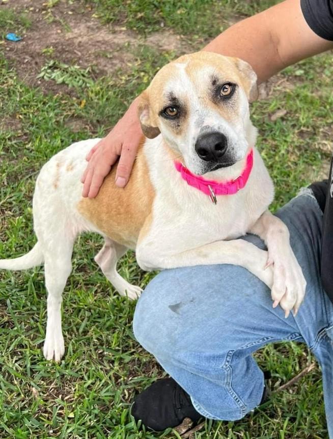 Shiloh, Adoptable, Young Female Labrador Retriever.