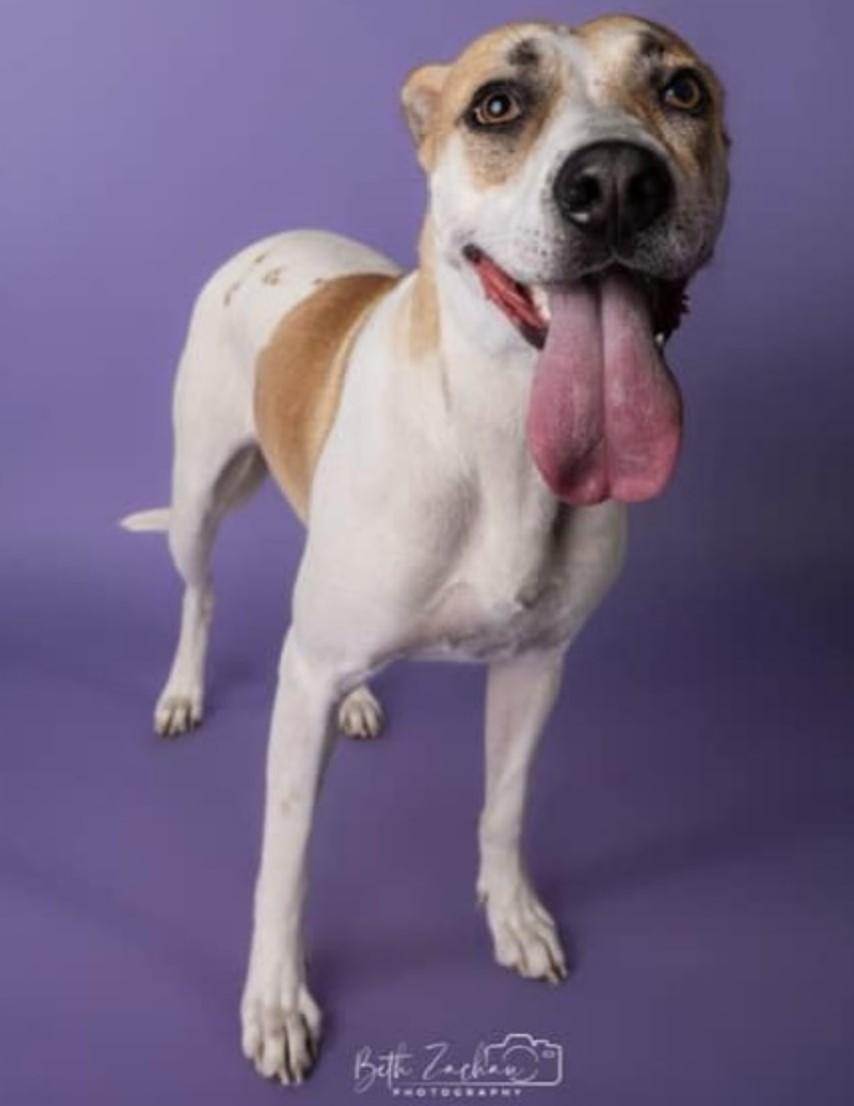 Shiloh, Adoptable, Young Female Labrador Retriever.