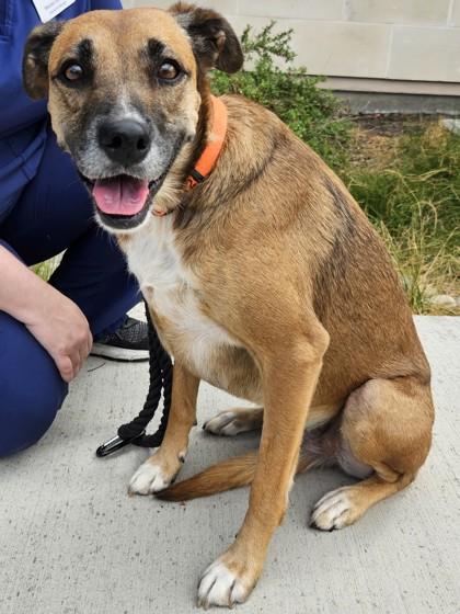 Sammy, Adoptable, Adult Female Mixed Breed & Mixed Breed.