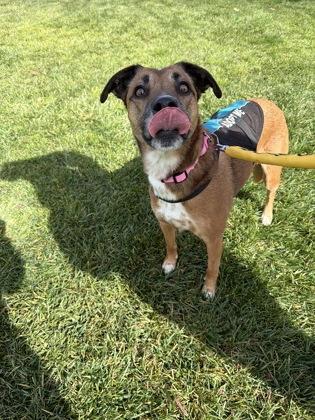Sammy, a Adoptable mixed breed in Pleasanton, CA image 1/3
