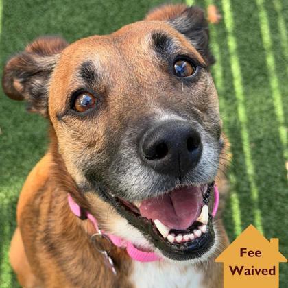 Sammy, Adoptable, Adult Female Mixed Breed & Mixed Breed.