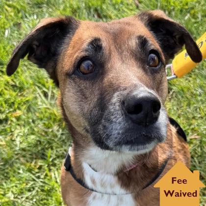 Enlarge Sammy, a Adoptable mixed breed in Pleasanton, CA image 2/3