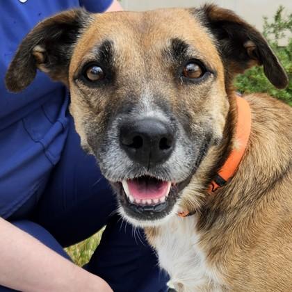 Enlarge Sammy, a Adoptable mixed breed in Pleasanton, CA image 2/3