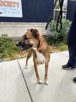 Enlarge Sammy, a Adoptable mixed breed in Pleasanton, CA image 3/3