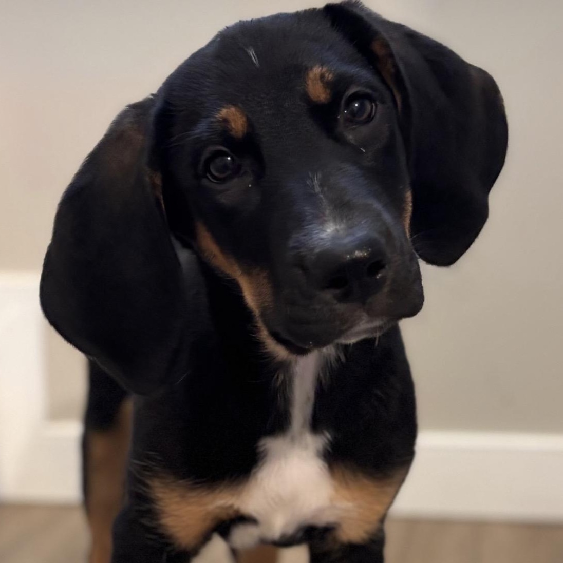 Tumbili, Adoptable, Puppy Female Australian Shepherd.